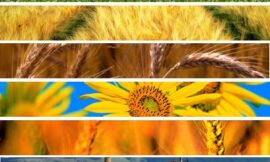 Piano Agricolo regionale, la giunta approva la pdl