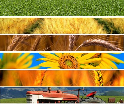 Scopri di più sull'articolo Piano Agricolo regionale, la giunta approva la pdl